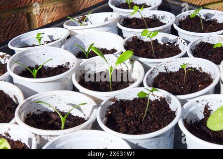 Seedlings in White Plastic Cups Reused for Gardening Stock Photo