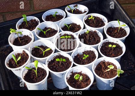 Seedlings in White Plastic Cups Reused for Gardening Stock Photo