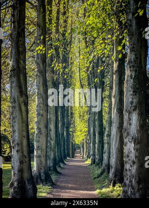 Looking down an avenue of Lime Trees, UK Stock Photo