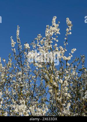 White blossom on a crab apple tree seen against a blue sky. Stock Photo