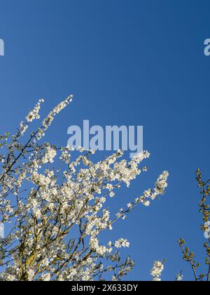 White blossom on a crab apple tree seen against a blue sky. Stock Photo
