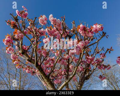 Pink blossom of a cherry tree seen against a blue sky. UK Stock Photo