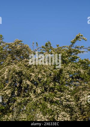 White Hawthorn blossom seen against a blue sky Stock Photo
