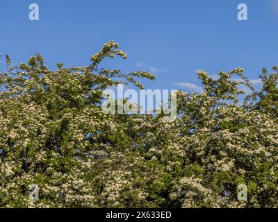 White Hawthorn blossom seen against a blue sky Stock Photo