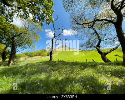Roseberry Topping on a sunny summer day, with a dead tree in the foreground contrasting against vibrant green trees and a blue sky. Stock Photo