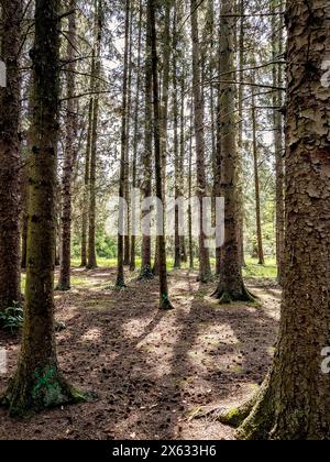 Slim trunks for coniferous trees in a Dalby Forest, North Yorkshire, UK Stock Photo