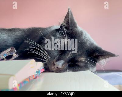 Close-up of a black cat with white whiskers sleeping on an open book, on a desk. Stock Photo