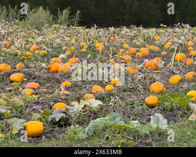 Pumpkins growing in a UK field. Stock Photo