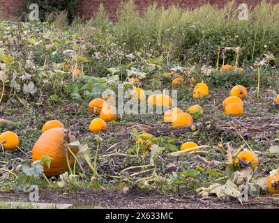 Pumpkins growing in a UK field. Stock Photo