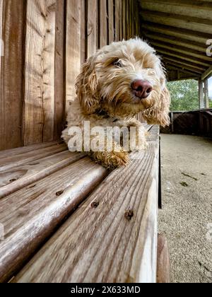 Wide-angle shot of a blonde cockapoo dog lying on a bench on a wooden shed veranda. Stock Photo