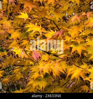 Acer Palmatum with yellow and red autumn colour Stock Photo