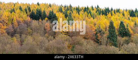 Panoramic view of deciduous and coniferous trees in Autumn are seen from the elevated viewpoint of  Dalby Forest Drive. North Yorkshire, UK Stock Photo