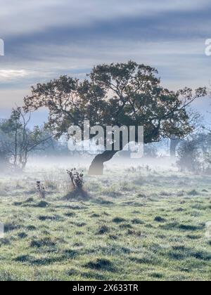 Tree with a gnarly trunk seen against a blue sky with ground mist. UK Stock Photo