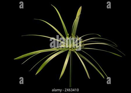 Close-up of an Umbrella grass seen against a black background Stock Photo
