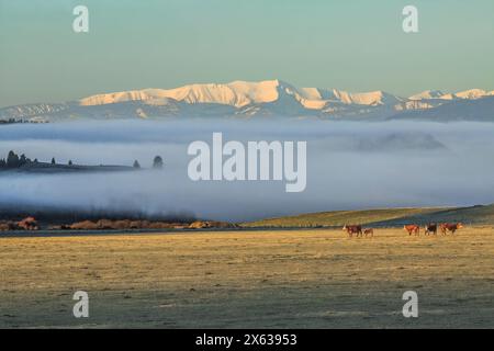 cattle in a pasture below morning fog and the distant peaks of the anaconda range near avon, montana Stock Photo