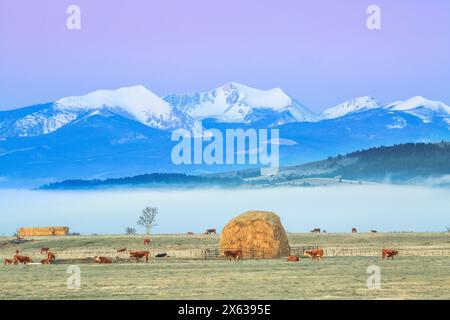 pre-dawn light and fog settle in over the flint creek range and pastures with cattle and haystacks near avon, montana Stock Photo