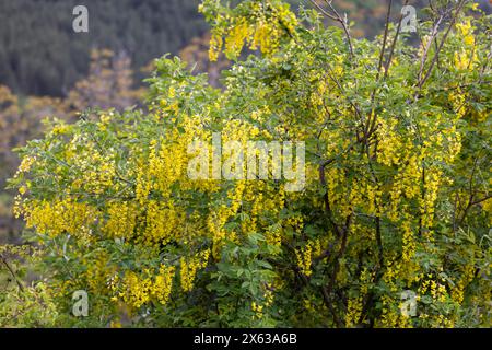 Golden chain or golden rain (Laburnum anagyroides) , Abruzzo, Italy Stock Photo