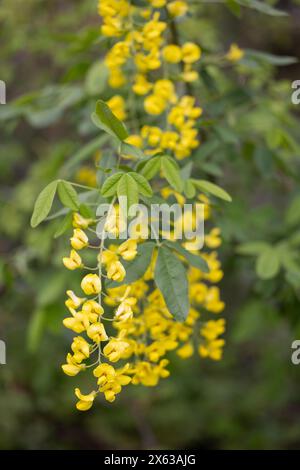 Golden chain or golden rain (Laburnum anagyroides) , Abruzzo, Italy Stock Photo