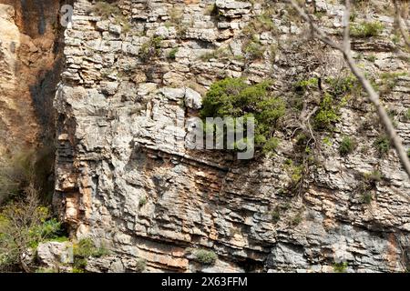 A closeup of a bedrock formation with brown wood trunks and terrestrial plants growing as groundcover, creating a pattern of grass on the rock. Stock Photo