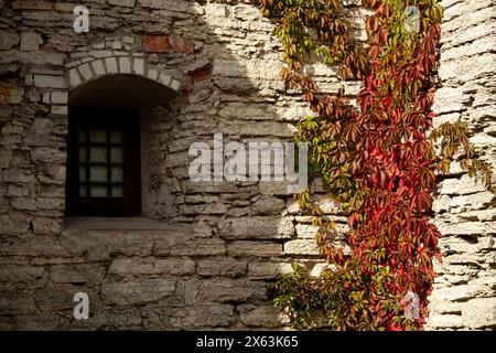 Stone texture on old grey stone wall with arched window. An ancient grey stone wall in Tallinn with curly plants and grass. Background. Template. Stock Photo