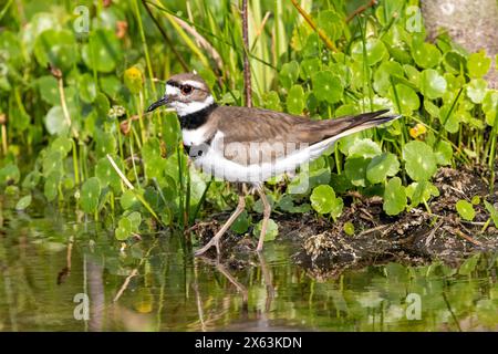 Killdeer (Charadrius vociferus) - Wakodahatchee Wetlands, Delray Beach, Florida, USA Stock Photo