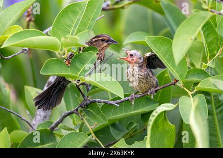 Female red-winged blackbird (Agelaius phoeniceus) feeding chick - Green Cay Wetlands, Boynton Beach, Florida, USA Stock Photo