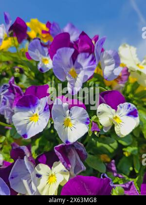 Colorful horned violets in a close-up Stock Photo