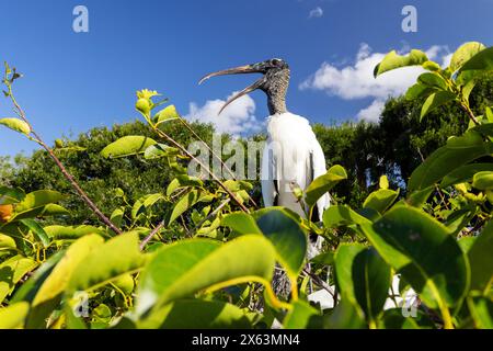 Wood stork (Mycteria americana) - Wakodahatchee Wetlands, Delray Beach, Florida, USA Stock Photo