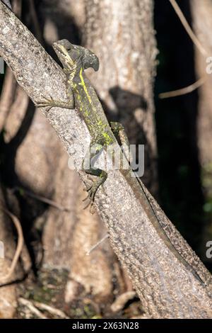 Brown basilisk (Basiliscus vittatus) - Green Cay Wetlands, Boynton Beach, Florida, USA Stock Photo