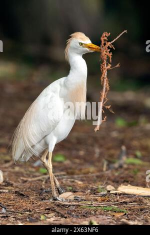 Western Cattle Egret (Bubulcus ibis) gathering nesting materials - Wakodahatchee Wetlands, Delray Beach, Florida, USA Stock Photo