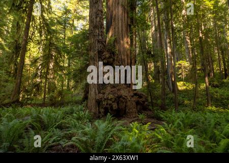 Redwood Tree With Large Burl At The Base Surrounded By Ferns in Redwood National Park Stock Photo