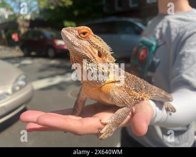 Woman with a pet lizard with her as she walks in her neighborhood in Brooklyn, New York. Stock Photo