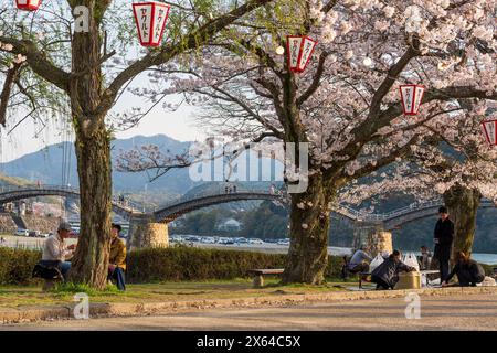 Yamaguchi Prefecture, Japan - April 5 2024 : People enjoy cherry blossoms along the Nishiki River bank. Iwakuni Kintai Bridge Sakura festival. Stock Photo