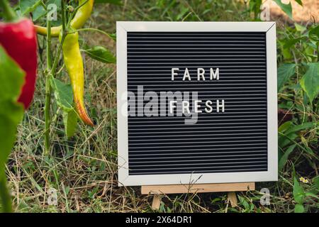 FARM FRESH message on background of fresh eco-friendly bio grown bell pepper in garden. Countryside food production concept. Locally produce harvesting. Sustainability and responsibility  Stock Photo