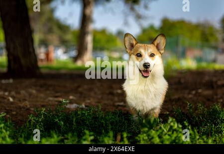 Happy Corgi puppy Stock Photo