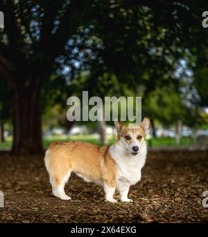 Happy Corgi puppy Stock Photo