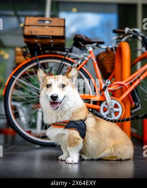 Happy Corgi puppy Stock Photo