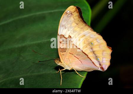 Close-up of a butterfly sitting on a green leaf, Northern Territory, Australia Stock Photo