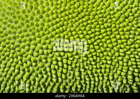Abstract green nature blur background of young jackfruit by closeup texture of spiky skin fruit. Jack fruit and green leaves on the tree. Green jack f Stock Photo