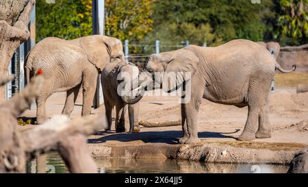 A large African Elephant in Tucson, Arizona Stock Photo