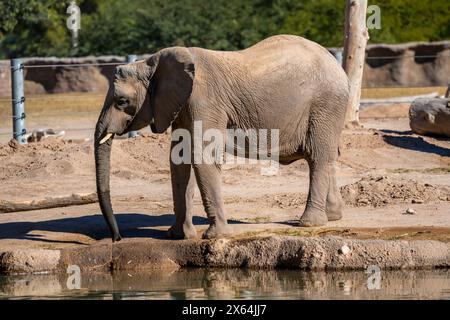 A large African Elephant in Tucson, Arizona Stock Photo