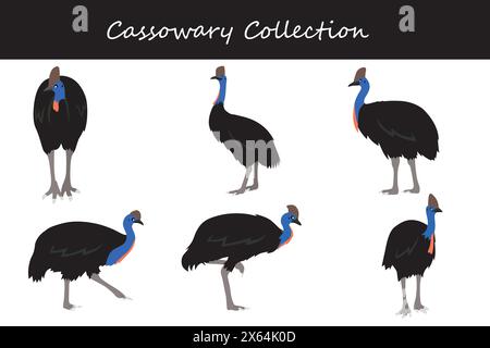 Cassowary collection. Cassowary in different poses. Vector illustration. Stock Vector