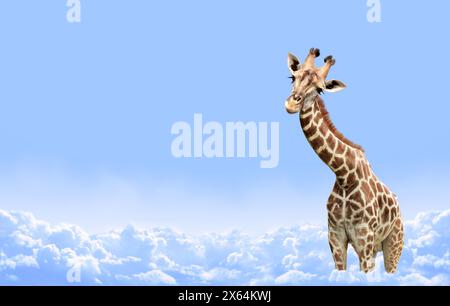 Cute curiosity giraffe on sky landscape background. The giraffe looks interested. Animal stares interestedly. Beautiful scenic with giraffe in the clo Stock Photo