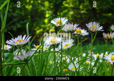 Flowering daisies in a lawn Stock Photo