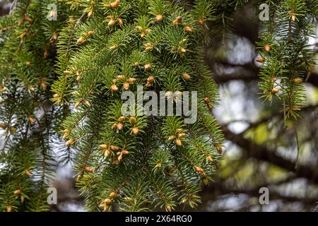 Full frame abstract texture background of new growth on the needle branches of a blue spruce tree (picea pungens) in spring Stock Photo