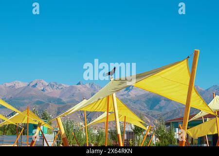 Yellow parasol umbrellas awnings against blue sky with sitting raven on sunny beach on summer day Stock Photo