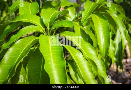 Mango Green Leaves and Branches in garden on a sunny day. Green leaves of a mango tree as a refreshing background. Mangifera indica Stock Photo