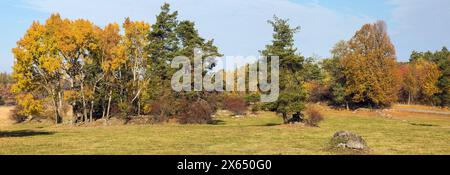autumnal landscape panoramic view of meadow and forest grove of Common aspen, Eurasian aspen, or quaking aspen and pine trees Stock Photo