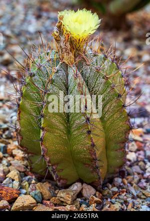 Monk's Hood Cactus with Yellow Flower. Blooming bishop's cap cactus. Solitary cylindrical cactus from Mexico's Central Plateau. Astrophytum ornatum Stock Photo