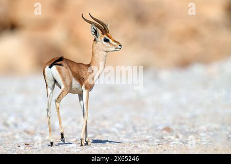 Arabische Gazelle, Arabian gazelle, (Gazella arabica), Hornträger, Stock Photo